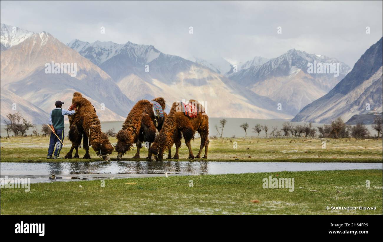 Nubra Valley, Ladakh, Indien Stockfoto