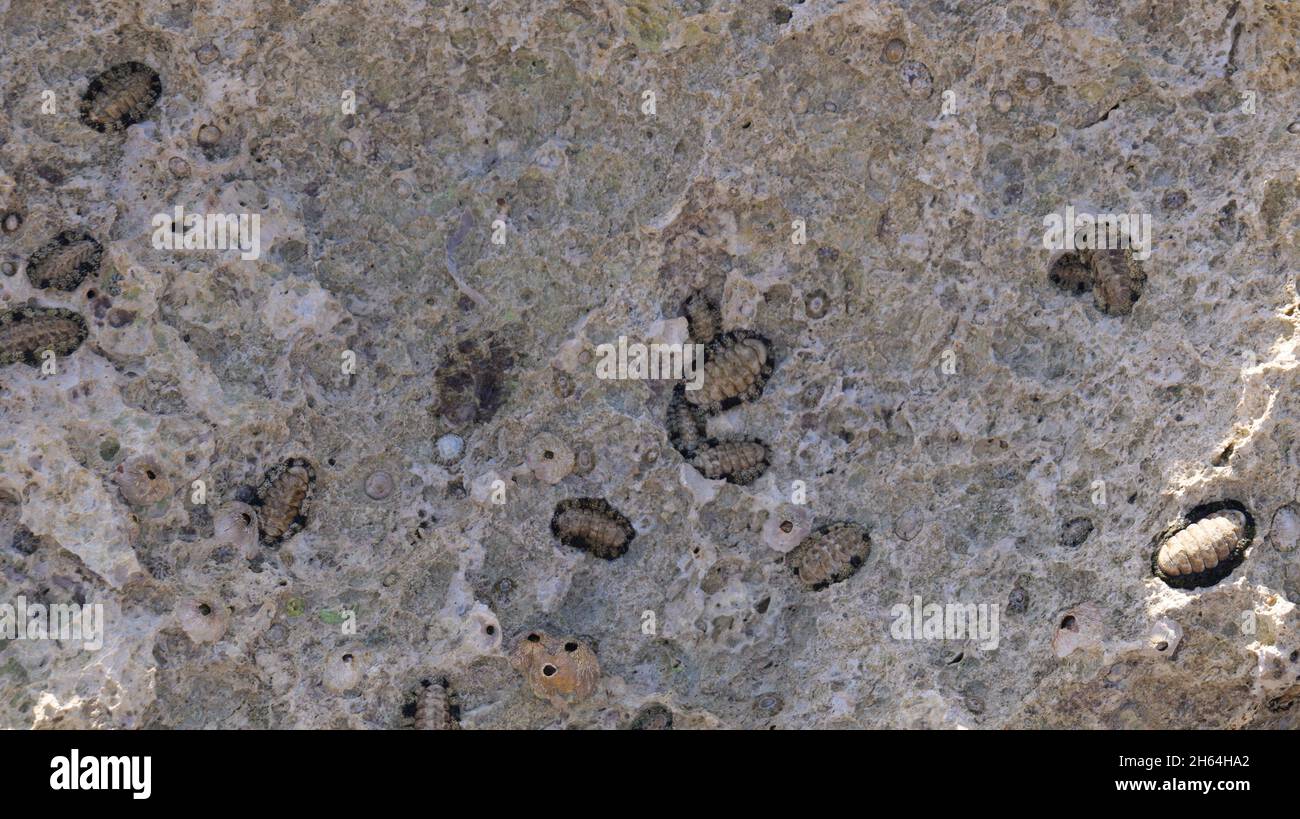 Chiton in seichtem Wasser in der sinai Halbinsel im Roten Meer. Stockfoto