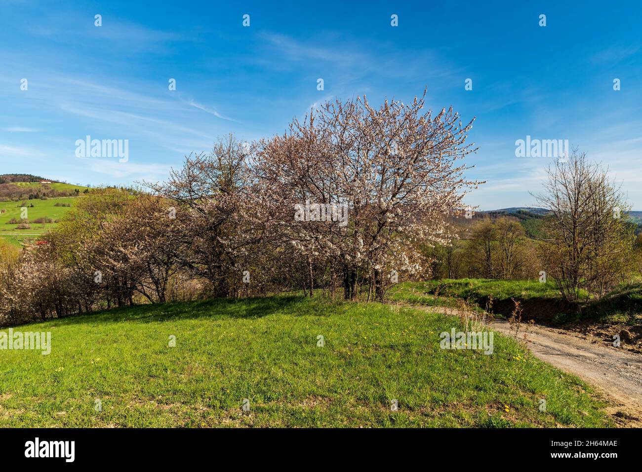 Schöne Frühlingsbile Karpaty Berge in der Nähe von Vyskovec Dorf in der Tschechischen republik mit Wiesen, blühenden Bäumen und blauem Himmel Stockfoto