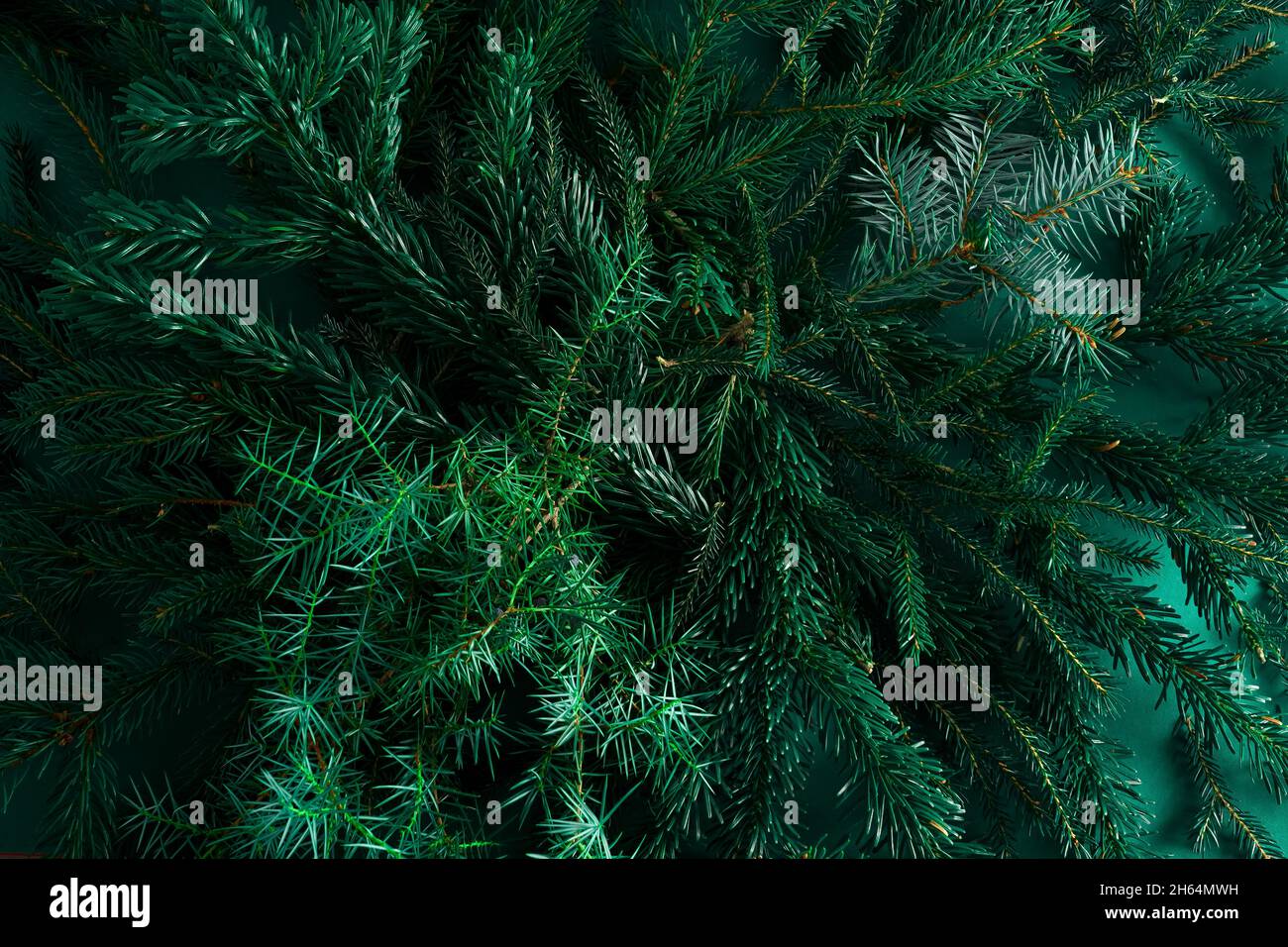 Weihnachtlich grüner Hintergrund. Kiefernzweige, Nadeln und Weihnachtsbäume. Blick von oben. Weihnachten Natur Hintergrund. Dezember-Stimmungskonzept. Speicherplatz kopieren. Stockfoto