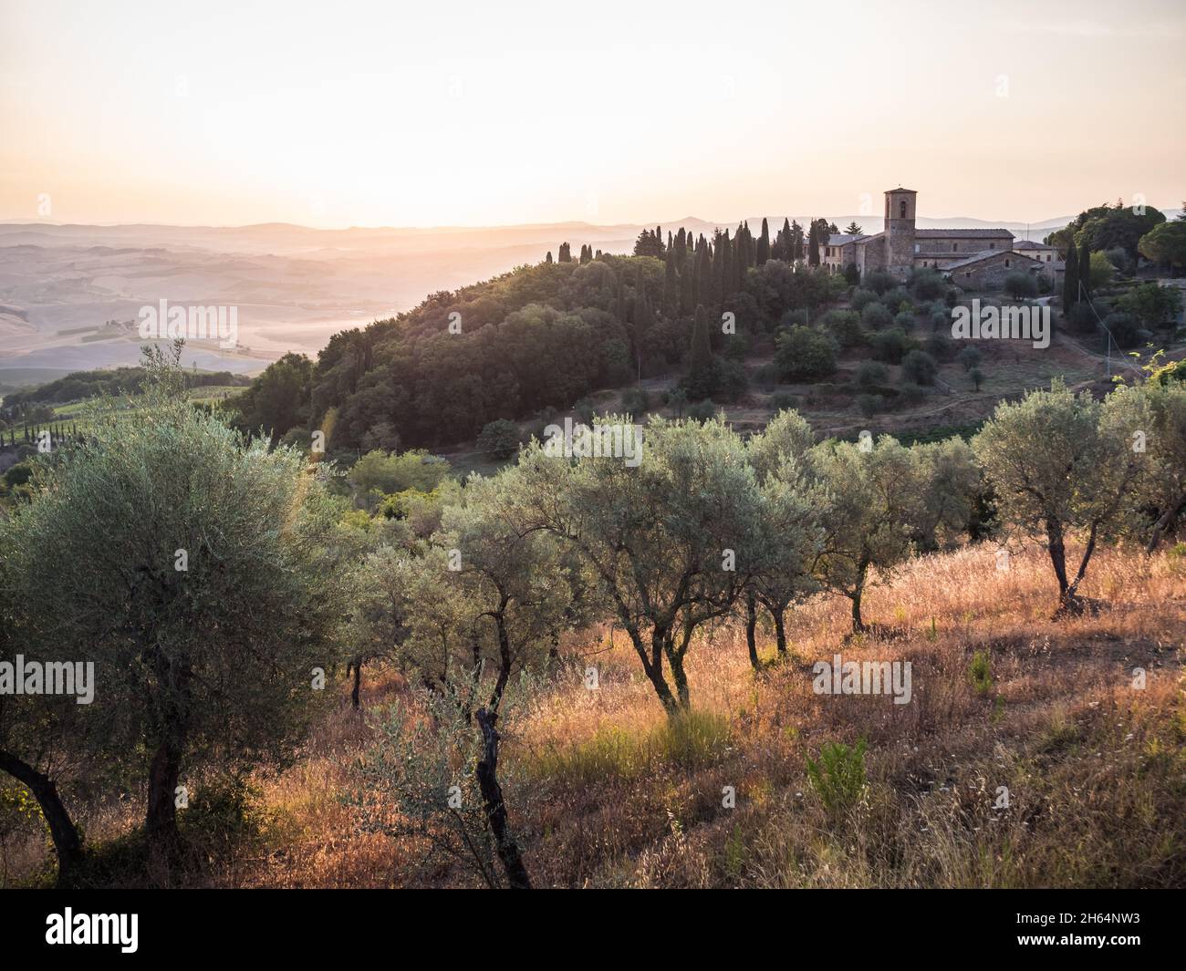 Olivenbäume in der Nähe von Montalcino am Convento dell'Osservanza in der Toskana, Italien am frühen Morgen Stockfoto