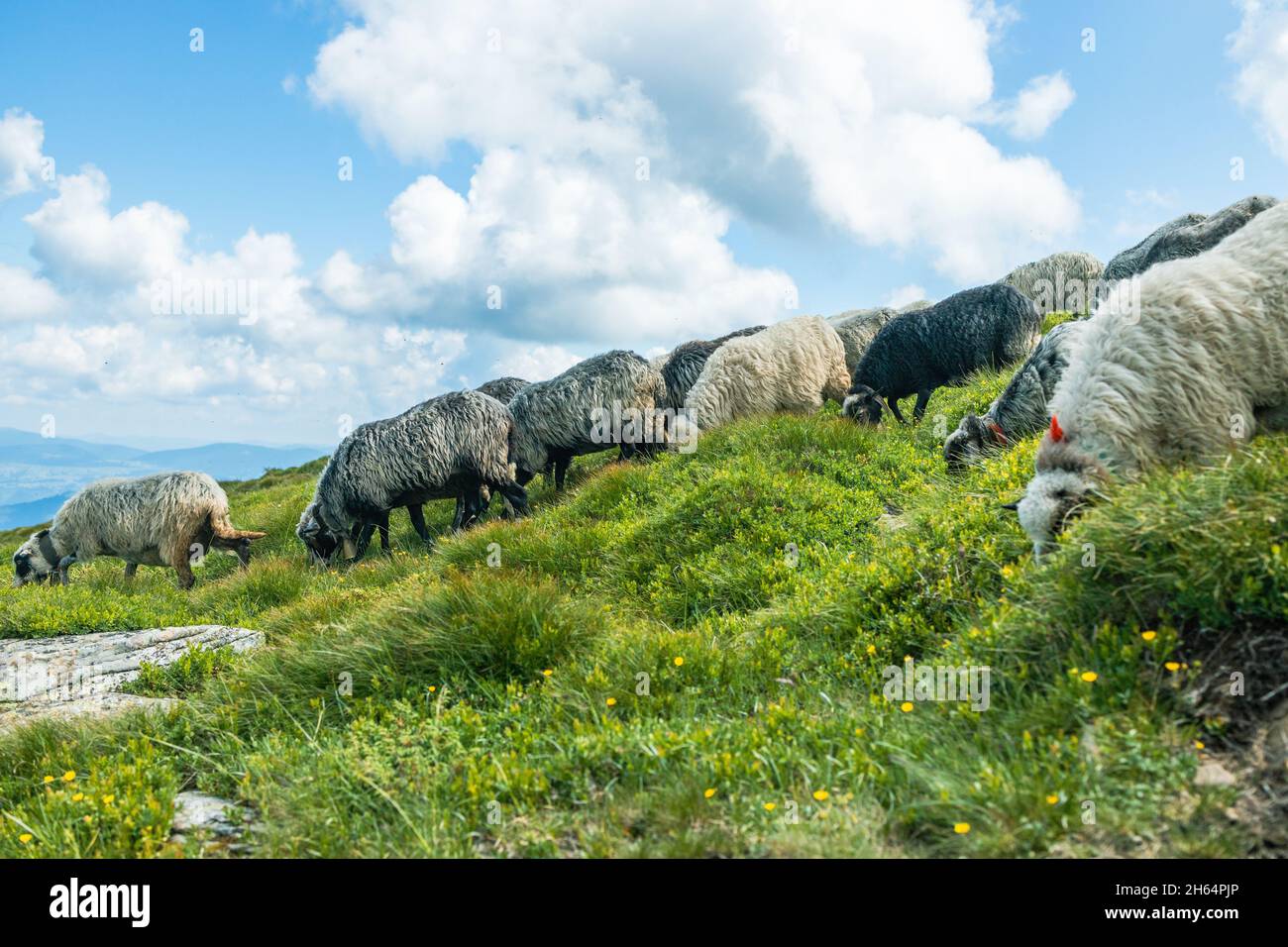 Große Herde von Schafen, die in einem Bergtal grasen Stockfoto