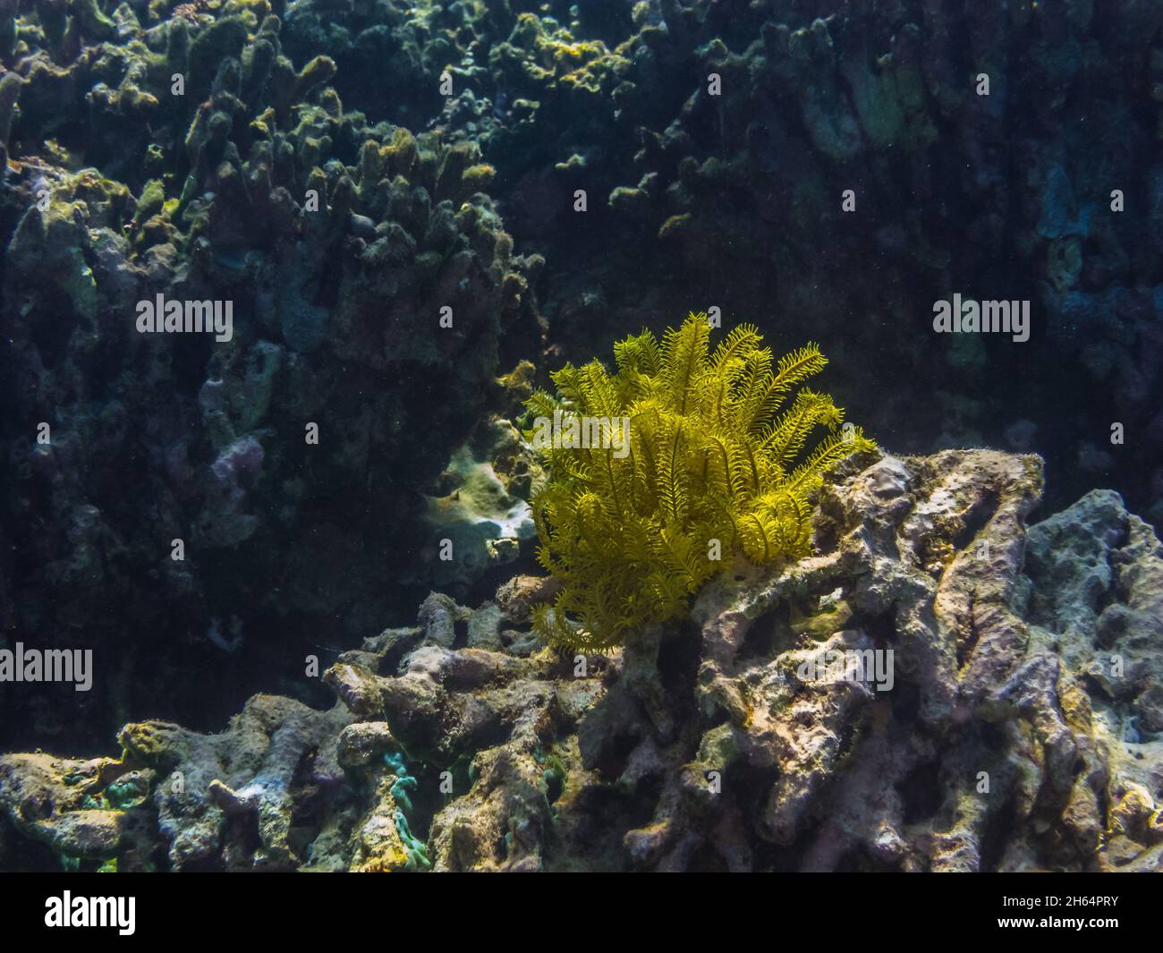 Gelber Federstern auf Korallen im Meer Stockfoto