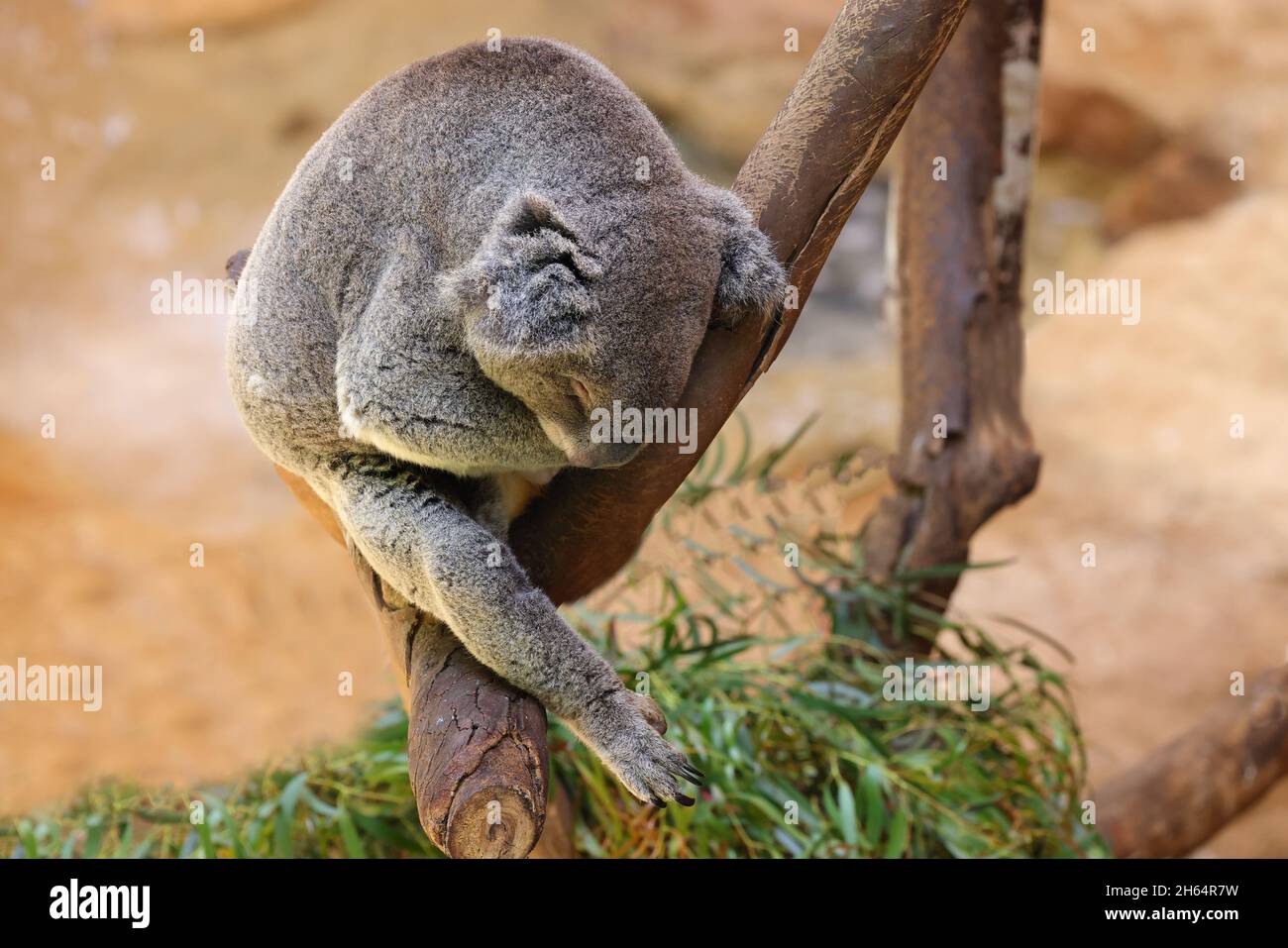 Koala schläft gefangen auf einem Ast Stockfoto