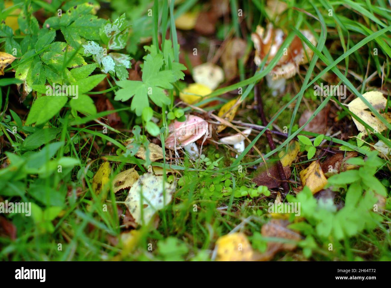 Ein kleiner Russule im Gras im Wald, im Sommer Stockfoto