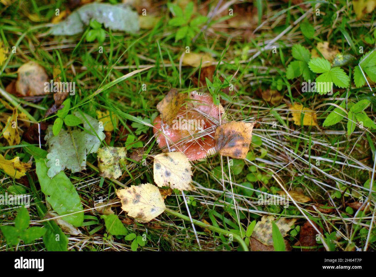 Ein kleiner Russule im Gras im Wald, im Sommer Stockfoto