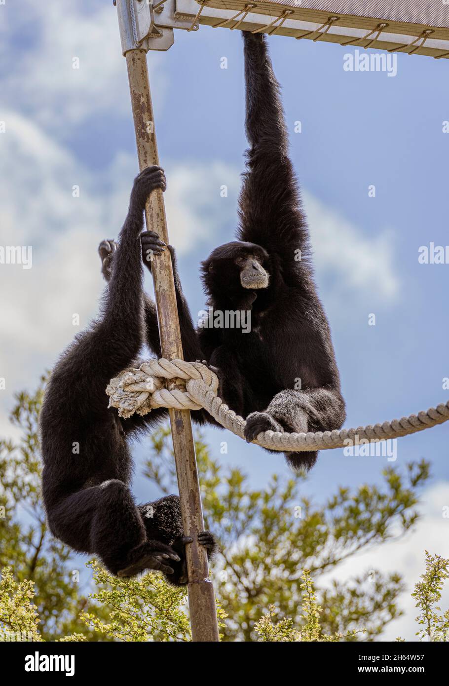 Zwei Affen klettern im Honolulu Zoo an Seilen. Stockfoto