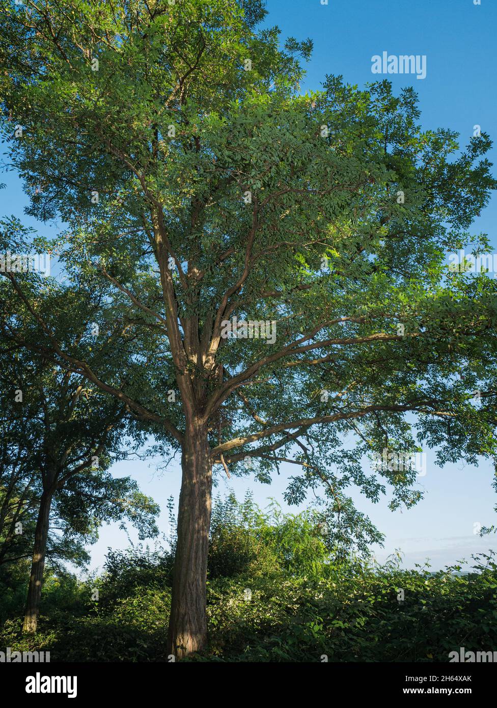 Baum, der das Bild gegen den blauen Himmel füllt. Stockfoto