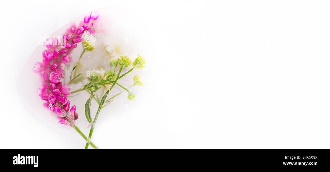 Verschiedene Blüten in Eiswürfeln auf weißem Hintergrund. Kreative Blumenhintergrund. Gefrorene wunderschöne Pflanzen. Stockfoto
