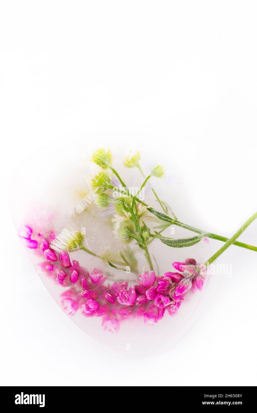 Verschiedene Blüten in Eiswürfeln auf weißem Hintergrund. Kreative Blumenhintergrund. Gefrorene wunderschöne Pflanzen. Stockfoto