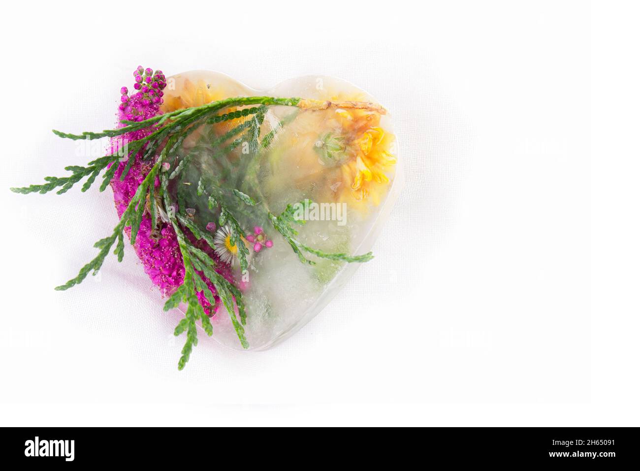 Verschiedene Blüten in Eiswürfeln auf weißem Hintergrund. Kreative Blumenhintergrund. Gefrorene wunderschöne Pflanzen. Stockfoto