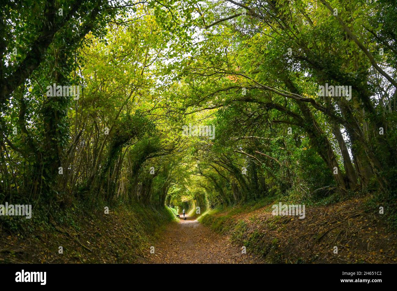 Chichester UK 13. November - Spaziergänger genießen die Herbstfarben durch einen Baumtunnel bei Halnaker in der Nähe von Chichester in West Sussex UK : Credit Simon Dack / Alamy Live News Stockfoto