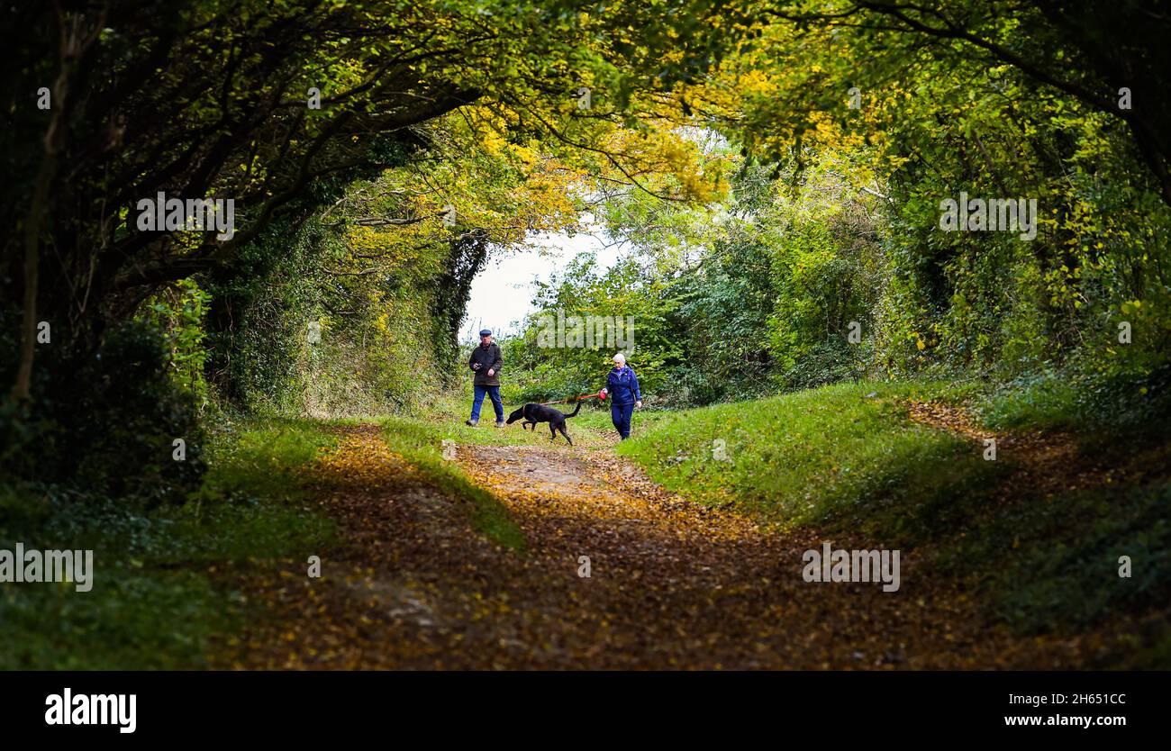 Chichester UK 13. November - Spaziergänger genießen die Herbstfarben durch einen Baumtunnel bei Halnaker in der Nähe von Chichester in West Sussex UK : Credit Simon Dack / Alamy Live News Stockfoto