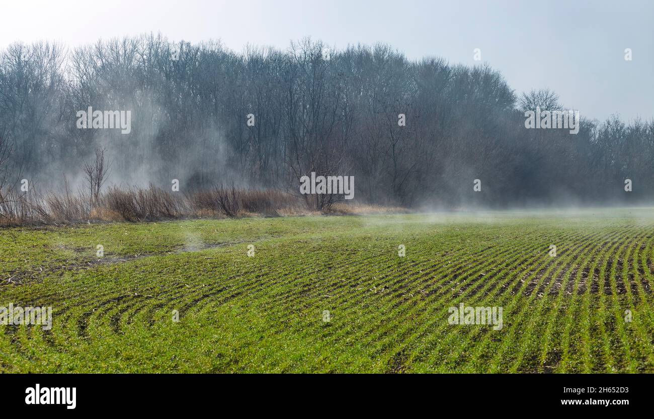 Wintergetreide, Wintergetreide, Herbstgetreide, Herbstgetreide oder Herbstgetreide Weizenfeld im frühen Frühjahr im Nebel. Erste grüne Triebe von Winterweizen Stockfoto