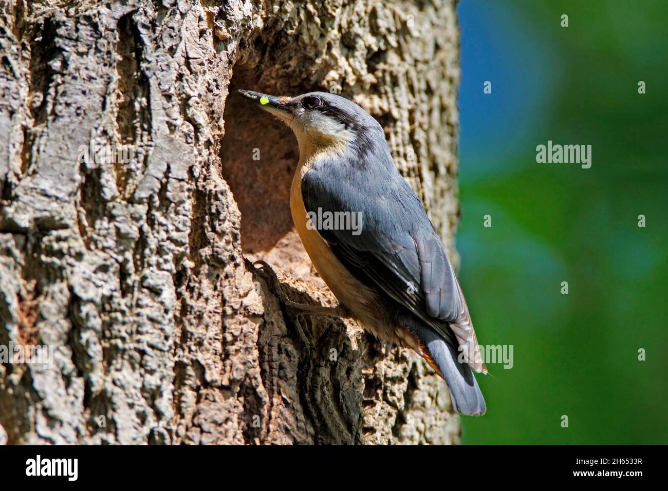 NUTHATCH, GROSSBRITANNIEN. Stockfoto