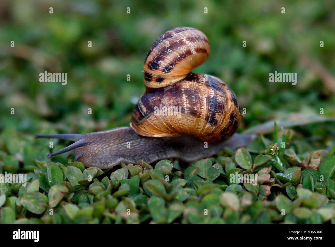 GARTENSCHNECKE mit einer weiteren Schnecke, Schottland, Großbritannien. Stockfoto