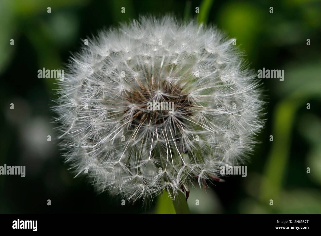 LÖCHENKRAUT (Taraxacum officinale), Schottland, Großbritannien. Stockfoto