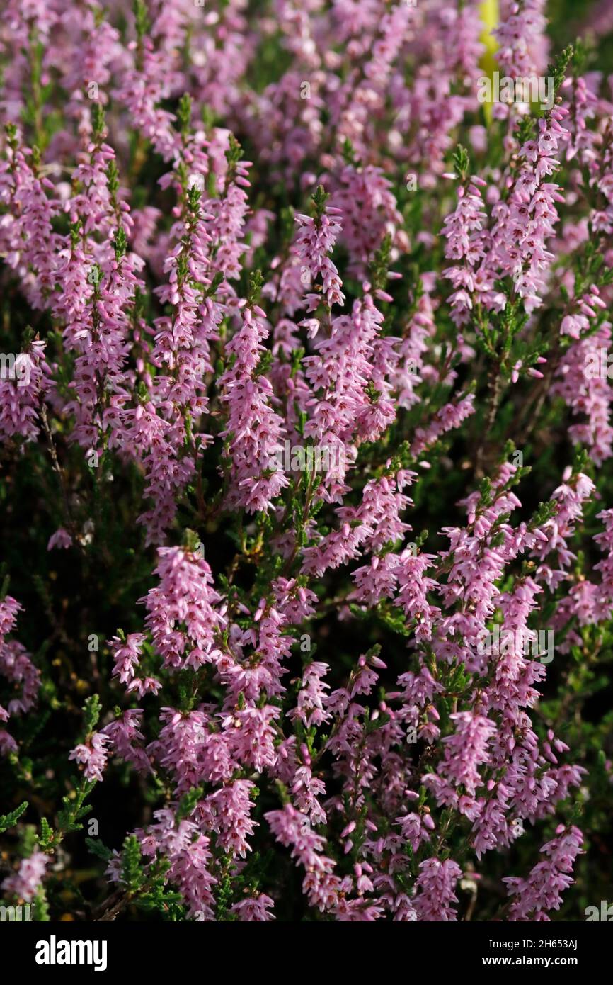COMMON HEATHER, SCHOTTLAND, GROSSBRITANNIEN. Stockfoto