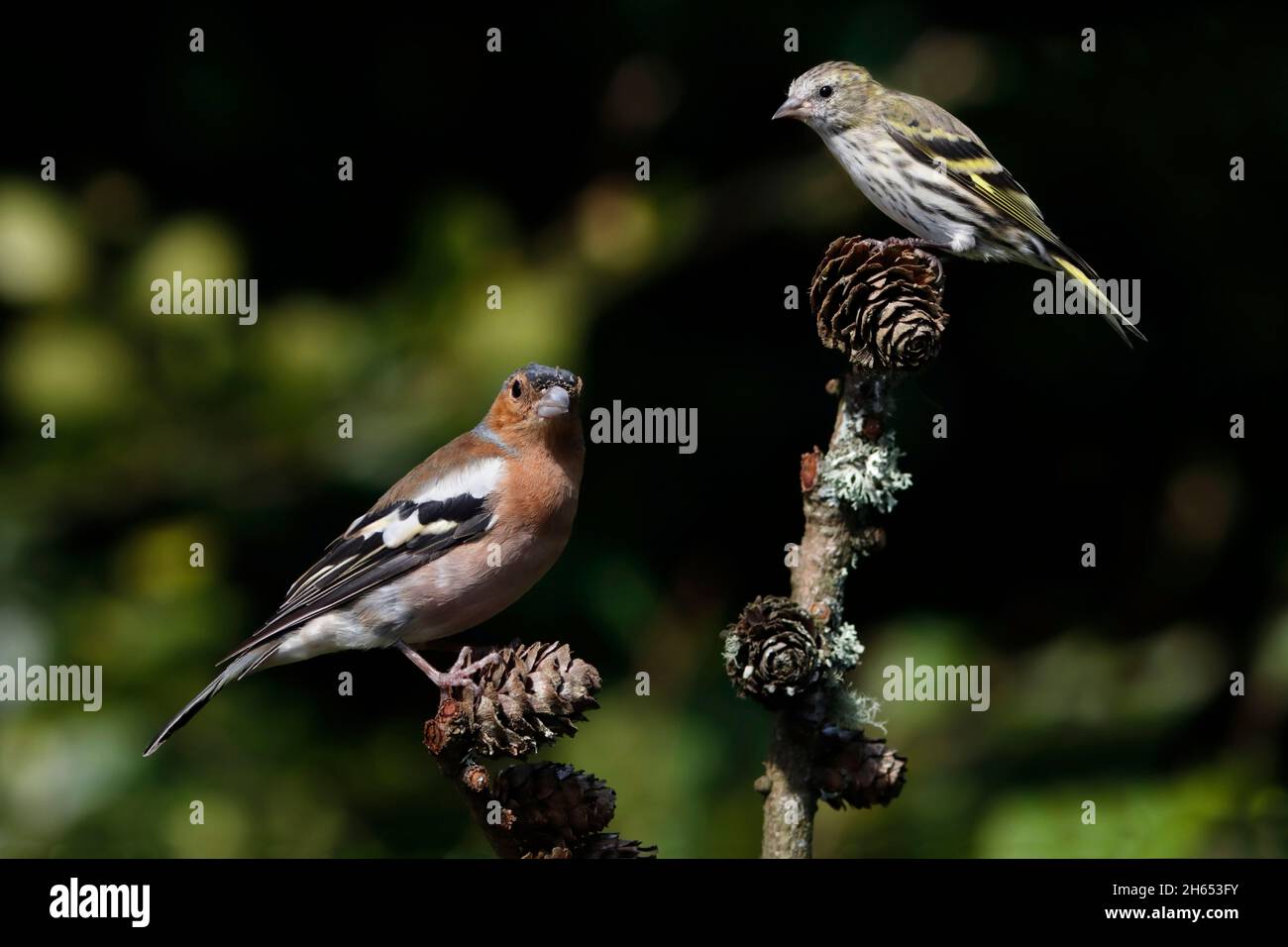 BUCHFINK (erwachsenes Männchen) und ein junger SISKIN in einem Wildtiergarten, Schottland, Großbritannien. Stockfoto