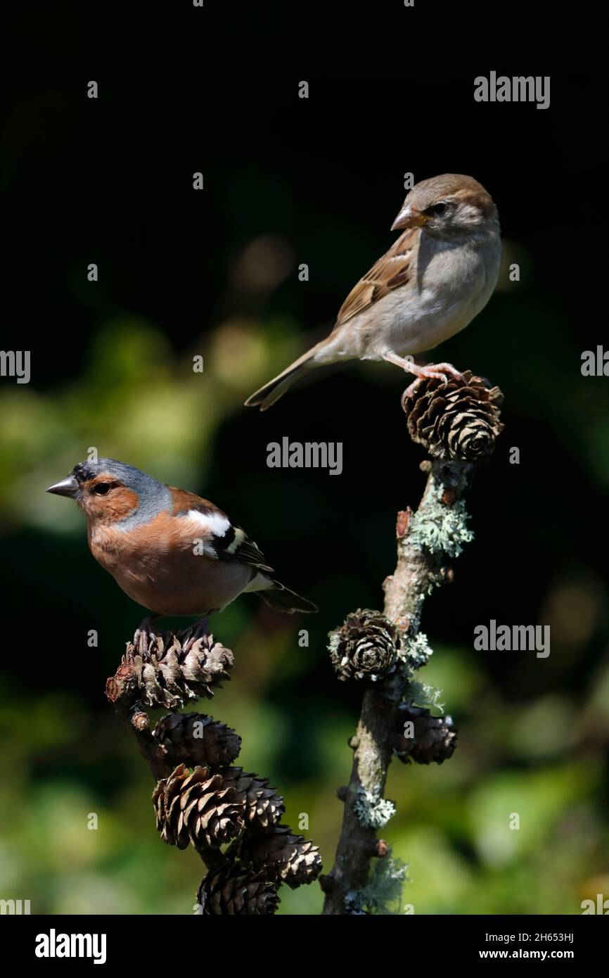 BUCHFINK (männlich) und HAUSSPERLING (weiblich) in einem Wildtiergarten, Schottland, Großbritannien. Stockfoto