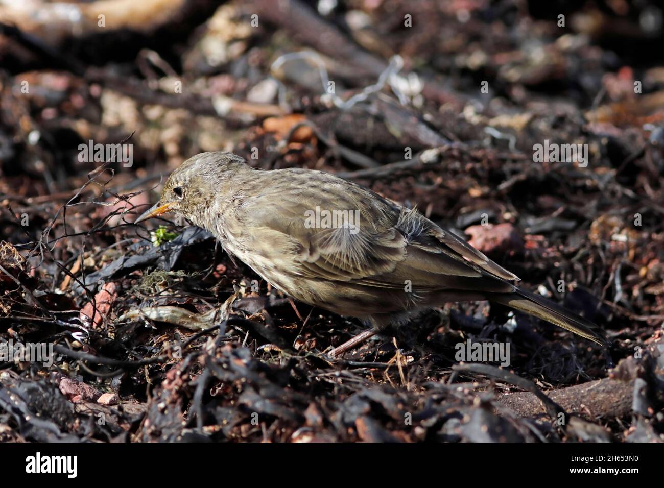 FELSPIPIT (Anthus petrosus) auf der Suche nach Beute unter Strandleinen-Algen, Schottland, Großbritannien. Stockfoto