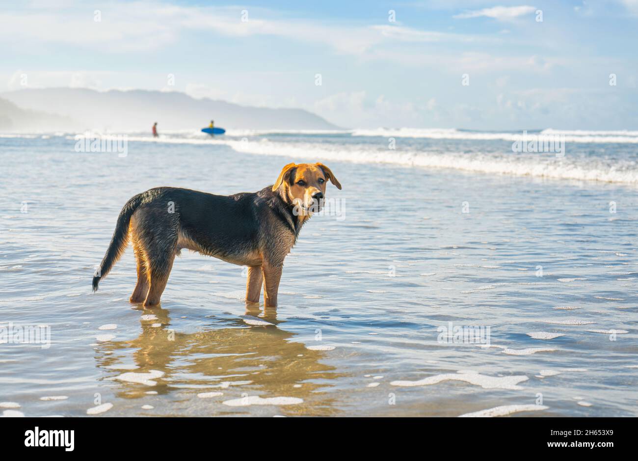 Porträt eines Hundes, der auf den Besitzer am Meer wartet Stockfoto