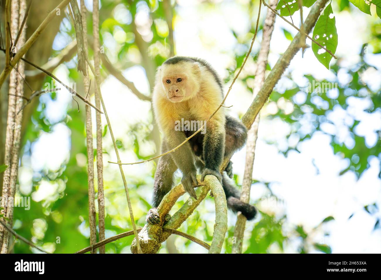 Affen, die auf einem Ast im Wald von Costa Rica sitzen. Tiere in freier Wildbahn. Stockfoto