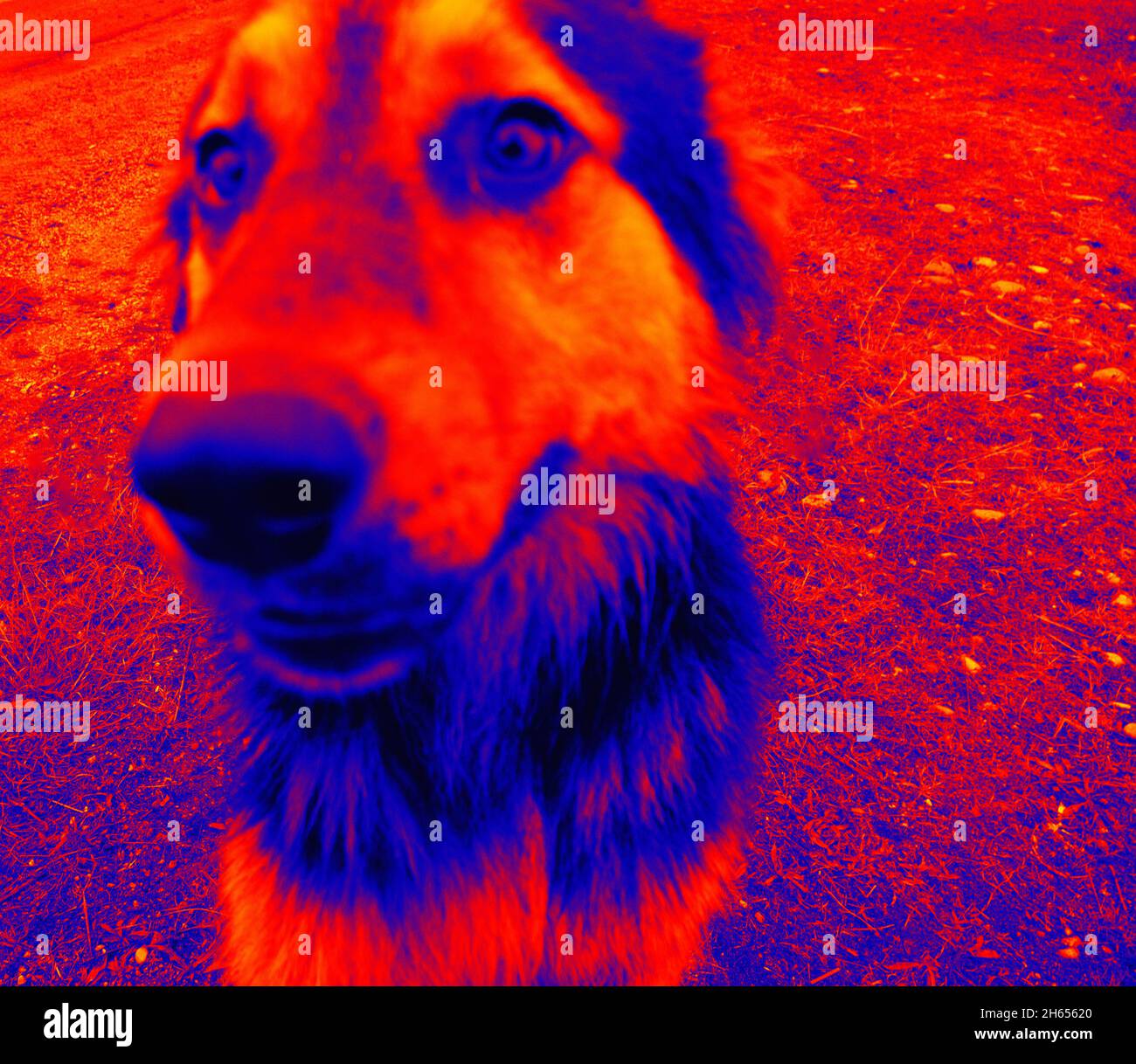 Portraits von Hunden. Scannen der Körpertemperatur des Tieres mit einer Wärmebildkamera Stockfoto