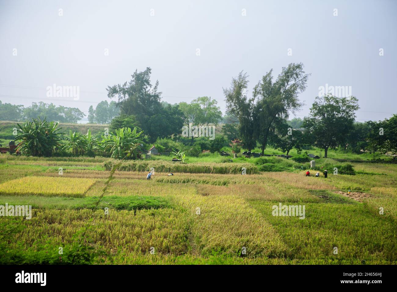 Reisanbau in der Nähe von Huyen Chi Linh, Provinz Hai Duong, Vietnam Stockfoto