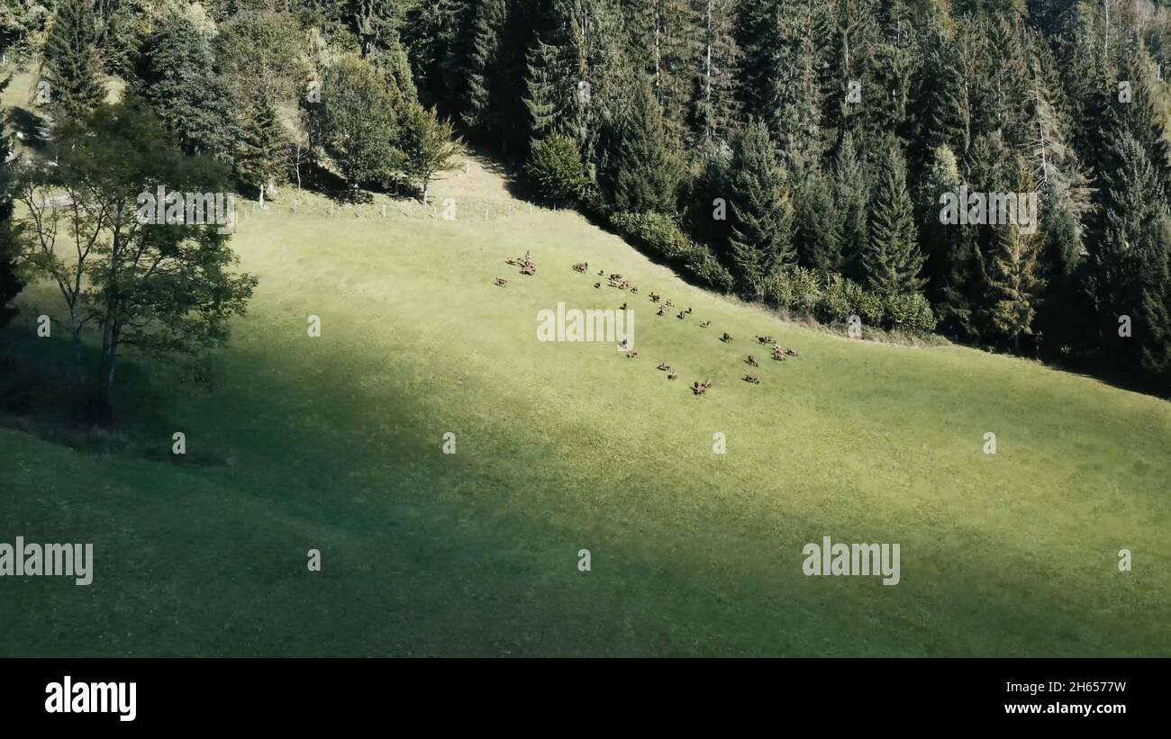 Tolles Foto von Ziegen in den Bergen in österreich. Stockfoto
