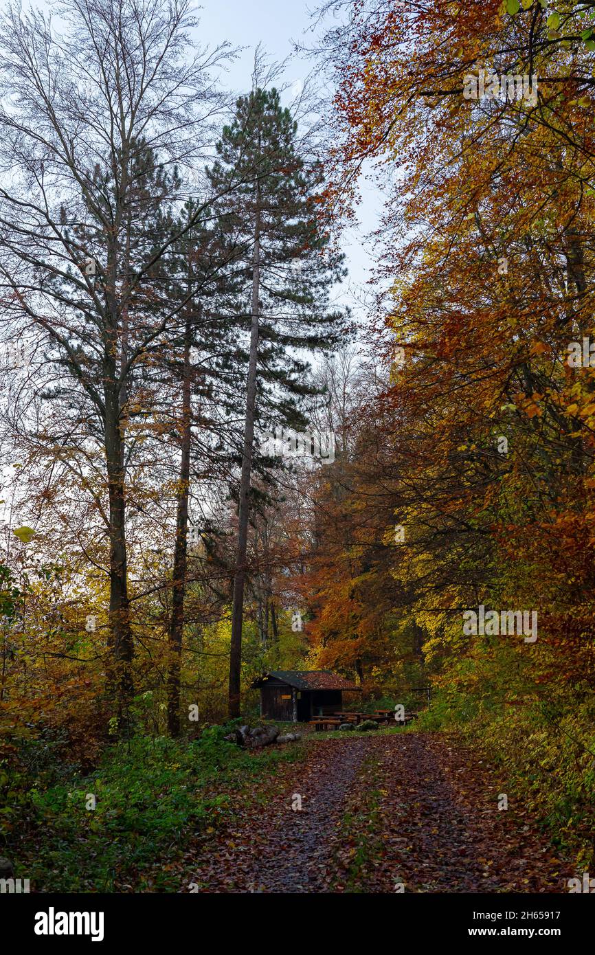 Blick über einen Waldweg zu einem Waldhaus im Herbst Stockfoto