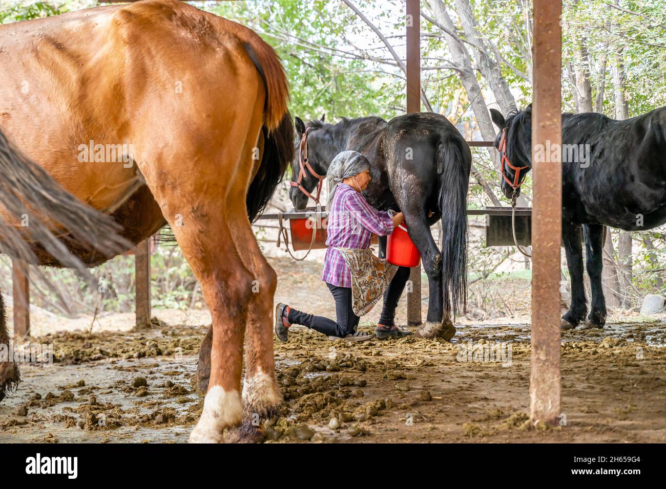 Eine Frau, eine Milchdame, melkt eine Stute, ein Pferd, spritzt die Milch in einen Eimer auf dem Bauernhof im Freien, in der Nähe von Almaty, Kasachstan, Zentralasien Stockfoto