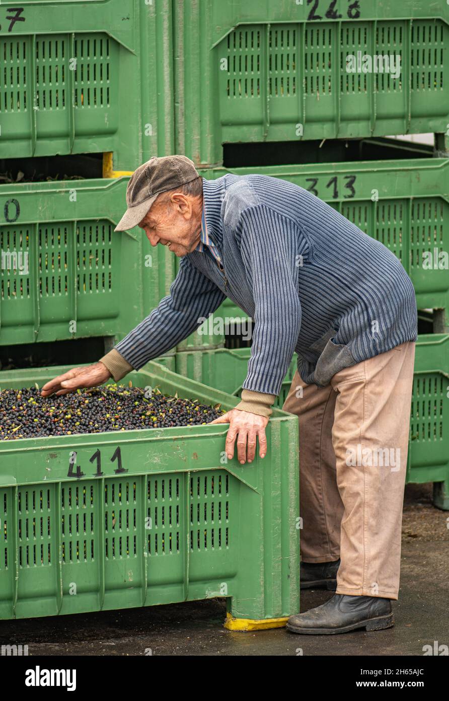 Alter Mann Landwirt mit Bio-Oliven bereit, in der Mühle verarbeitet werden, um das Olivenöl in Apulien, Italien, vertikal zu erhalten Stockfoto
