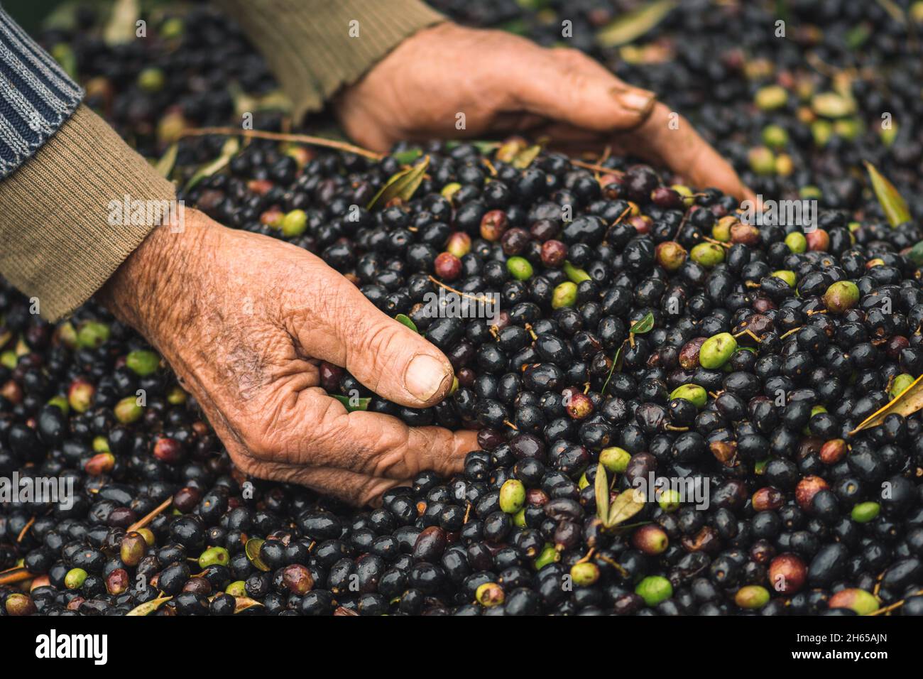 Grüne und schwarze bio-reife Oliven, die in der Mühle verarbeitet werden, um das Olivenöl in zerknitterten Händen eines alten Bauern zu erhalten Stockfoto