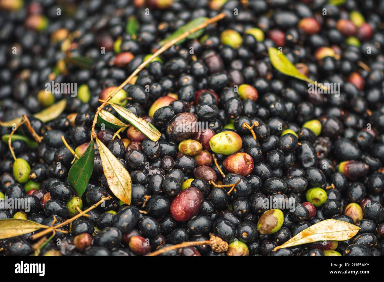 Grüne und schwarze reife Oliven bereit, in der Mühle verarbeitet werden, um das Olivenöl zu bekommen, aus nächster Nähe Stockfoto