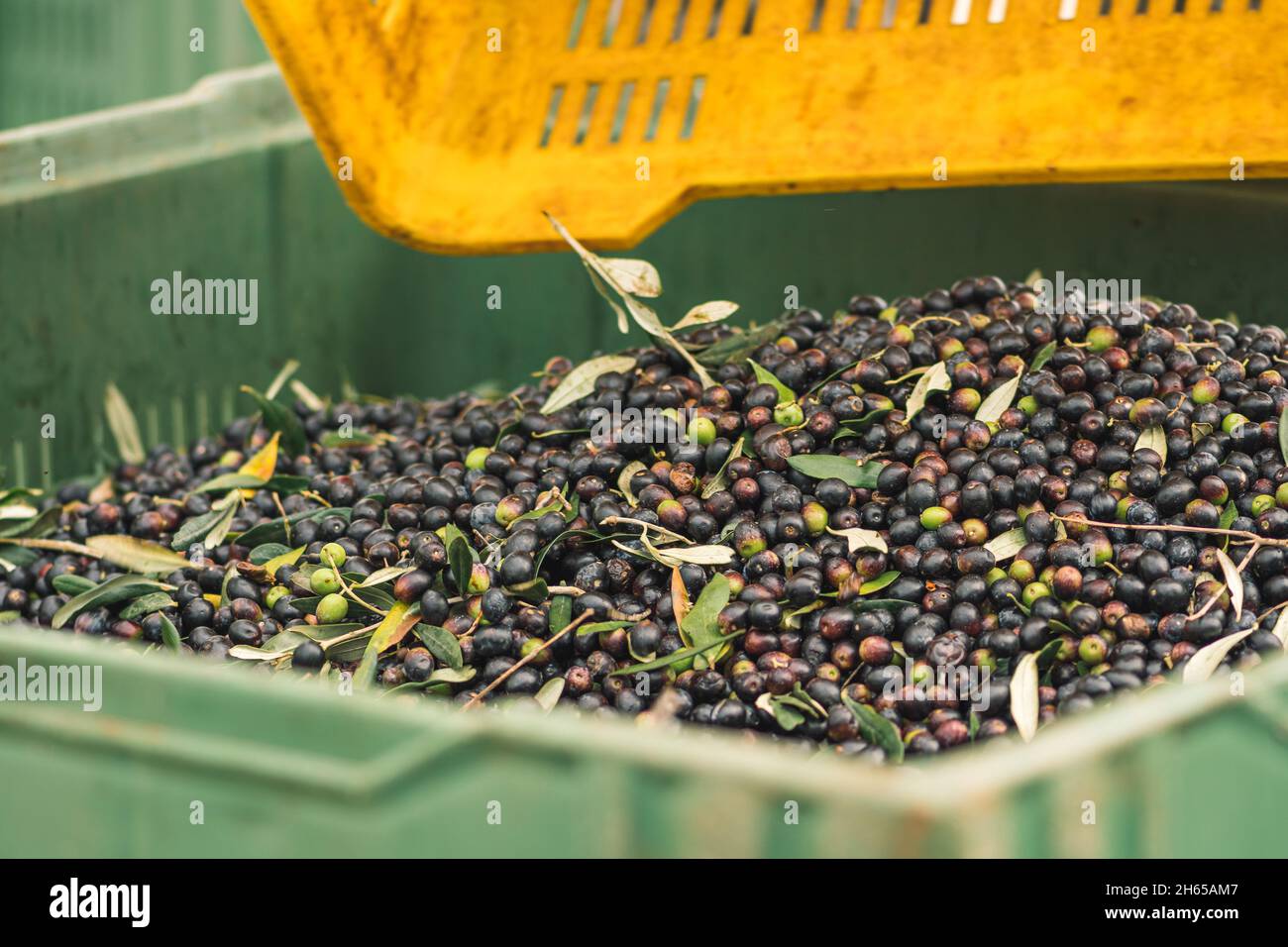 Produktion von frischem nativem Olivenöl in einer Kaltpressefabrik nach der Olivenernte, schwarze und grüne reife Oliven in der Box Stockfoto