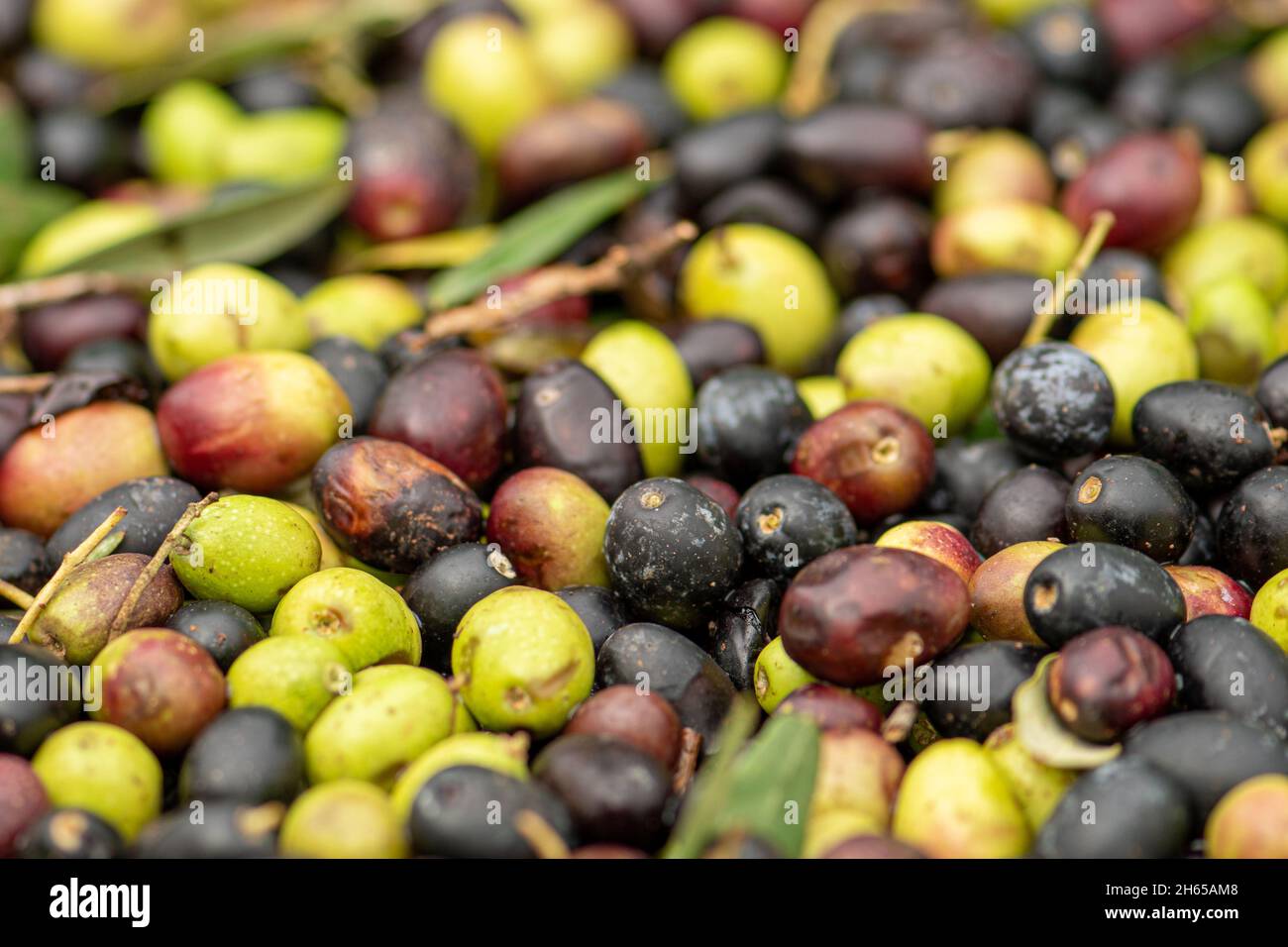 Grüne und schwarze reife Oliven bereit, in der Mühle verarbeitet werden, um das Olivenöl zu bekommen, aus nächster Nähe Stockfoto