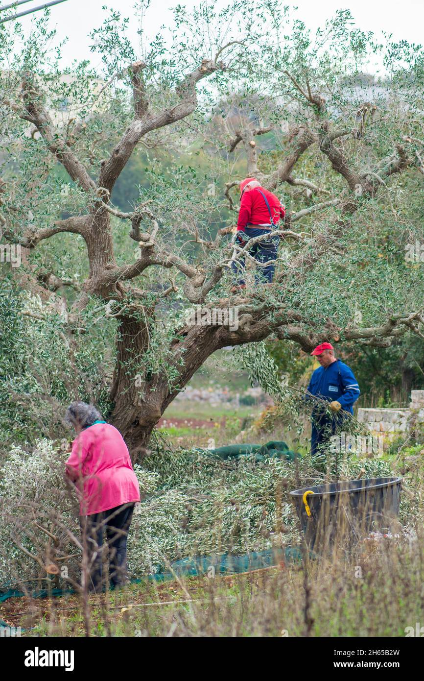 Bauern sammeln Oliven auf dem Land für die Olivenölproduktion in Apulien, Italien, vertikal Stockfoto