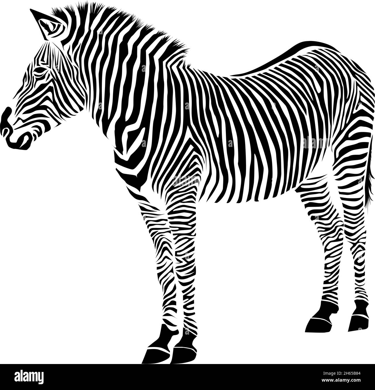 Zebra isoliert auf weißem Hintergrund. Zebra-Vektor-Illustration. zebramuster Stock Vektor