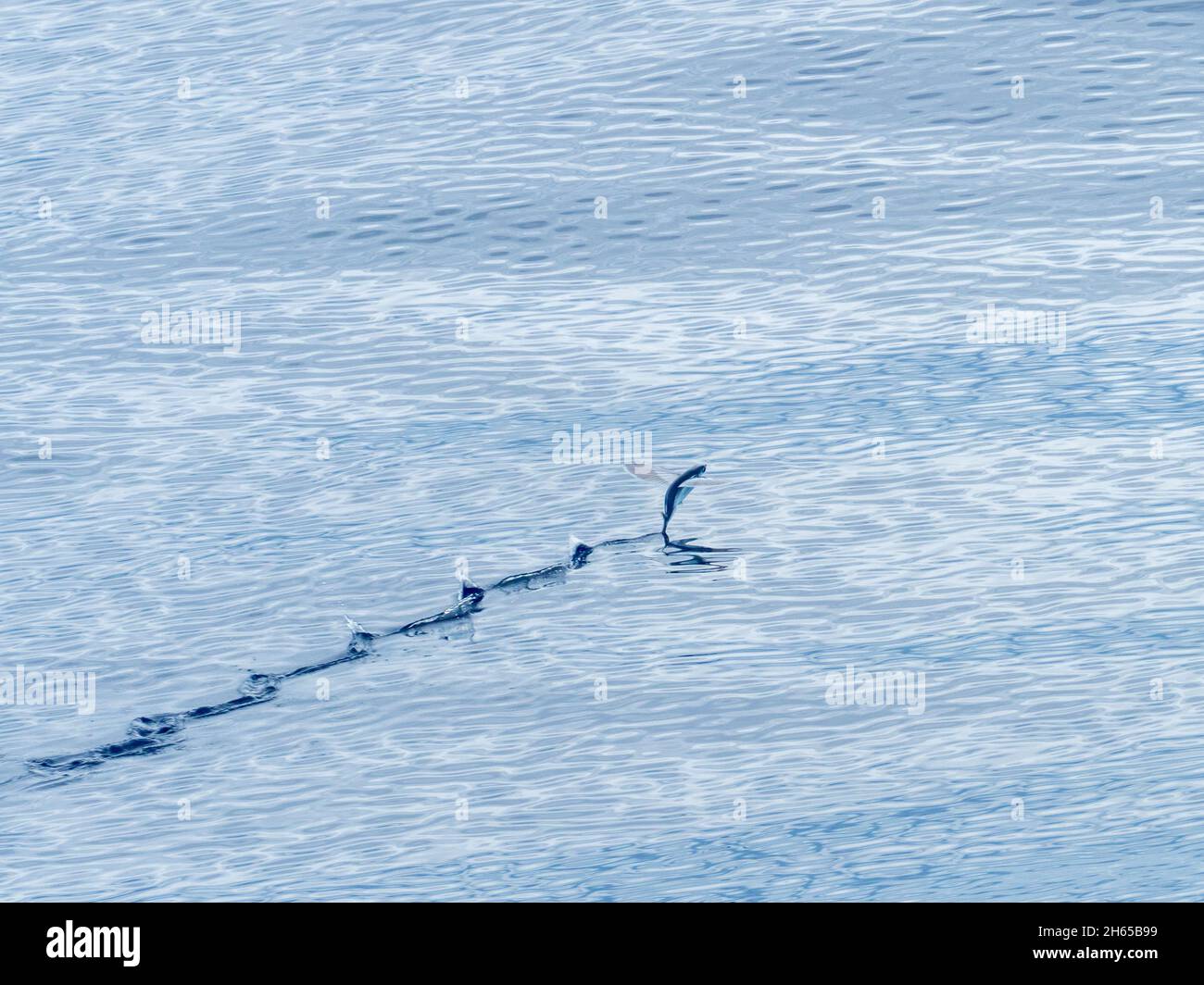 Fliegende Fische, in der Familie Exocoetidae, bei der Überquerung des Atlantischen Ozeans mit dem Expeditionsschiff National Geographic Resolution Stockfoto