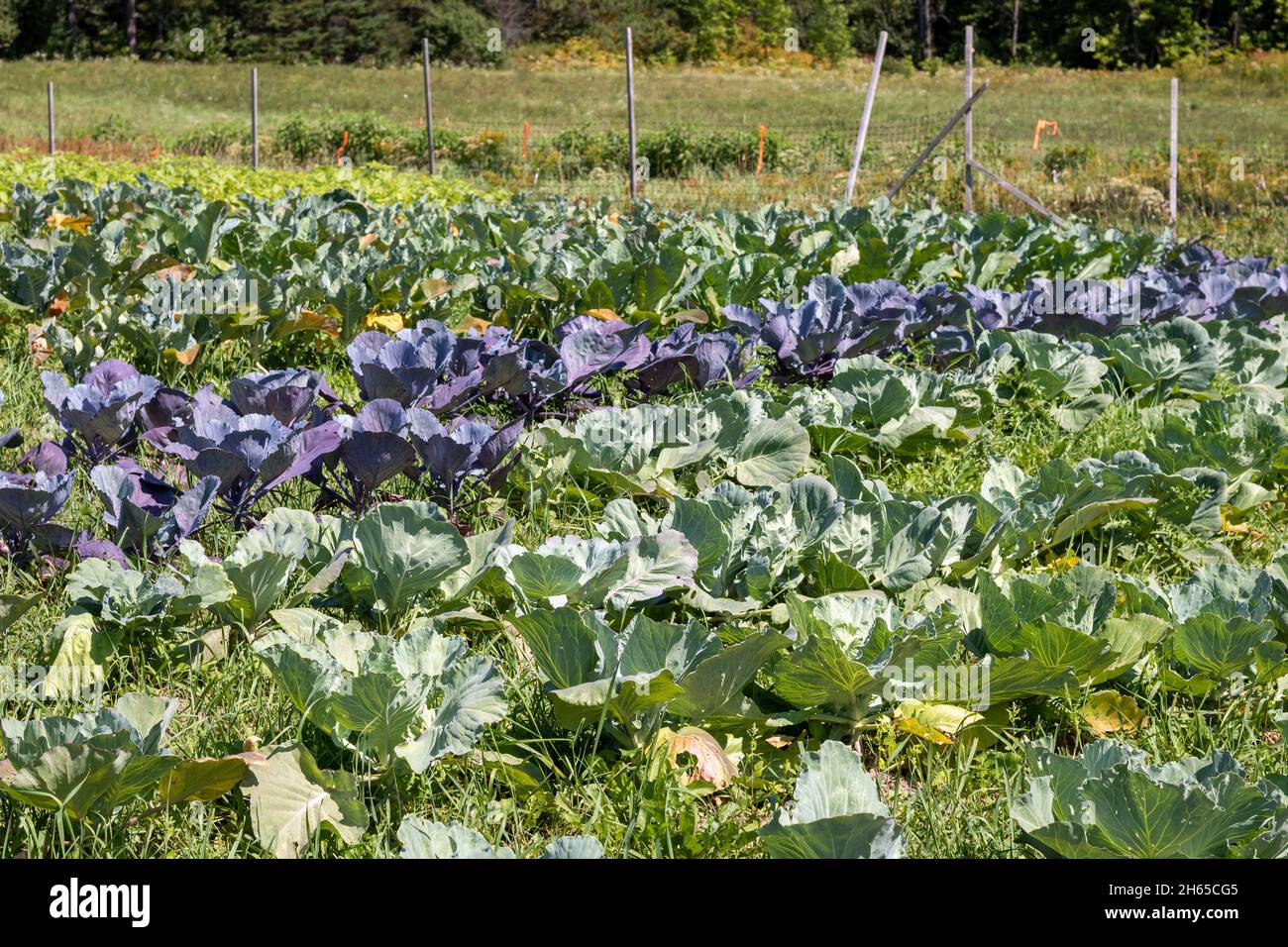 Reihen von grünem und purpurem Kohl im Hausgarten. Kohlfleck Stockfoto