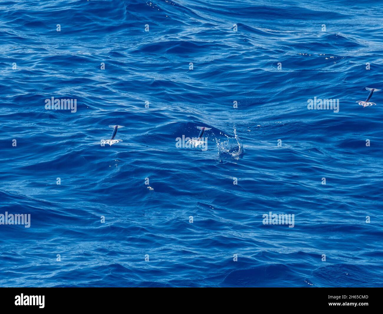 Fliegende Tintenfische, in der Familie Ommastrephidae, bei der Überquerung des Atlantischen Ozeans mit dem Expeditionsschiff National Geographic Resolution Stockfoto