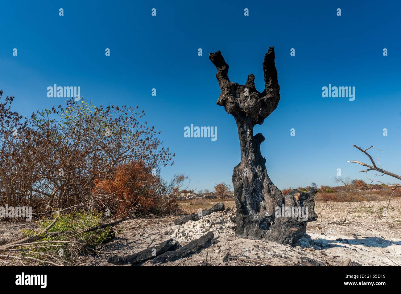 Der Sommer 2021 im Süden Apuliens war von zahlreichen Bränden geprägt, die Hektar Olivenhaine zerstörten, die von Xylella fas betroffen und ausgetrocknet waren Stockfoto