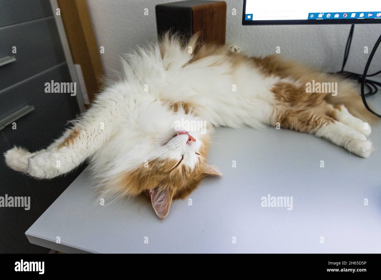 Gestreckte orange-weiße Katze, die auf einem Schreibtisch unter einem Computerbildschirm liegt. Stockfoto