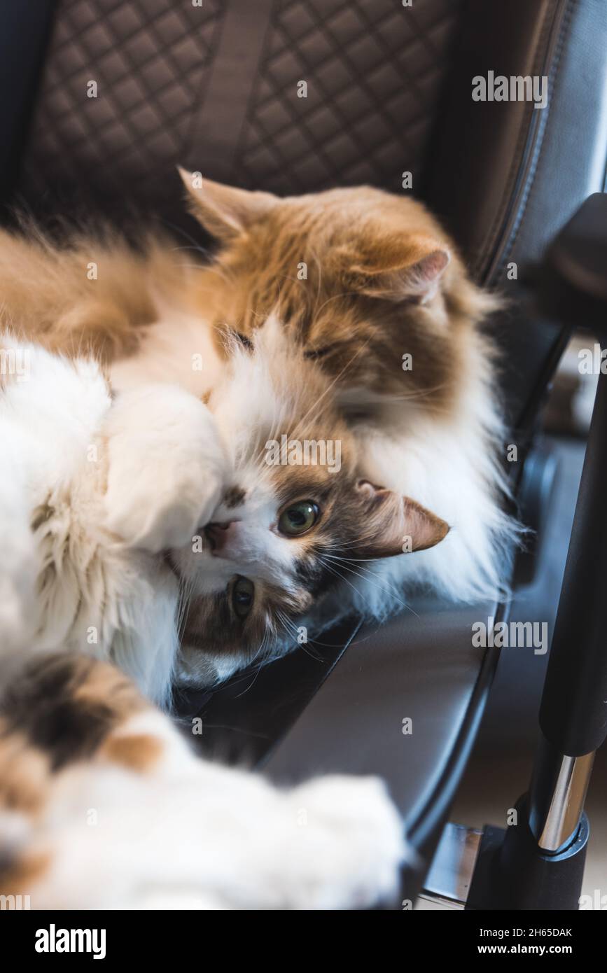 Zwei Katzen kuscheln auf einem Bürostuhl. Stockfoto