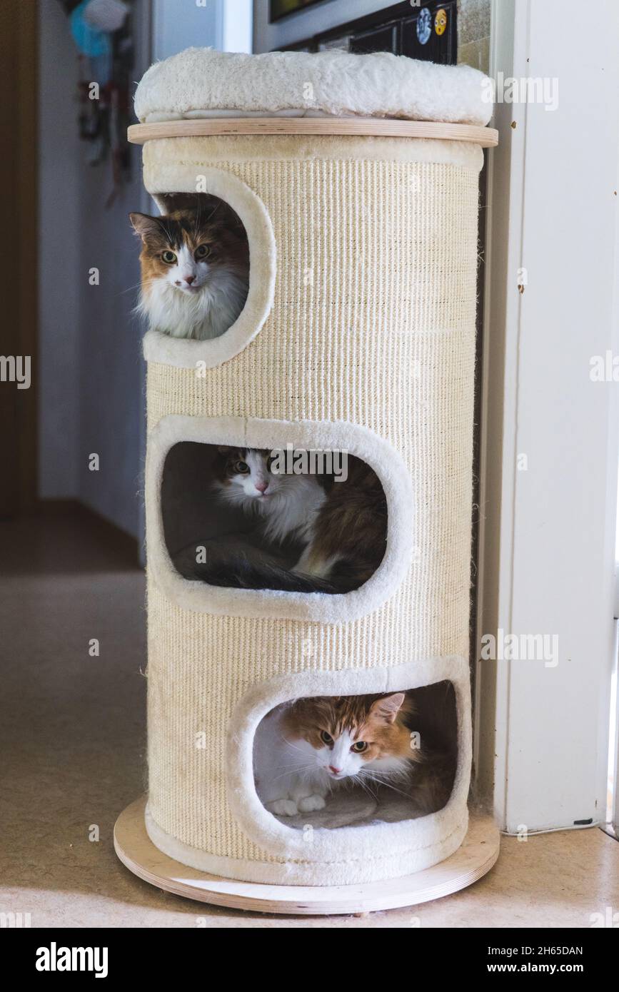 Drei Katzen auf verschiedenen Ebenen eines Kratzbaums. Alle drei blicken nach draußen. Stockfoto