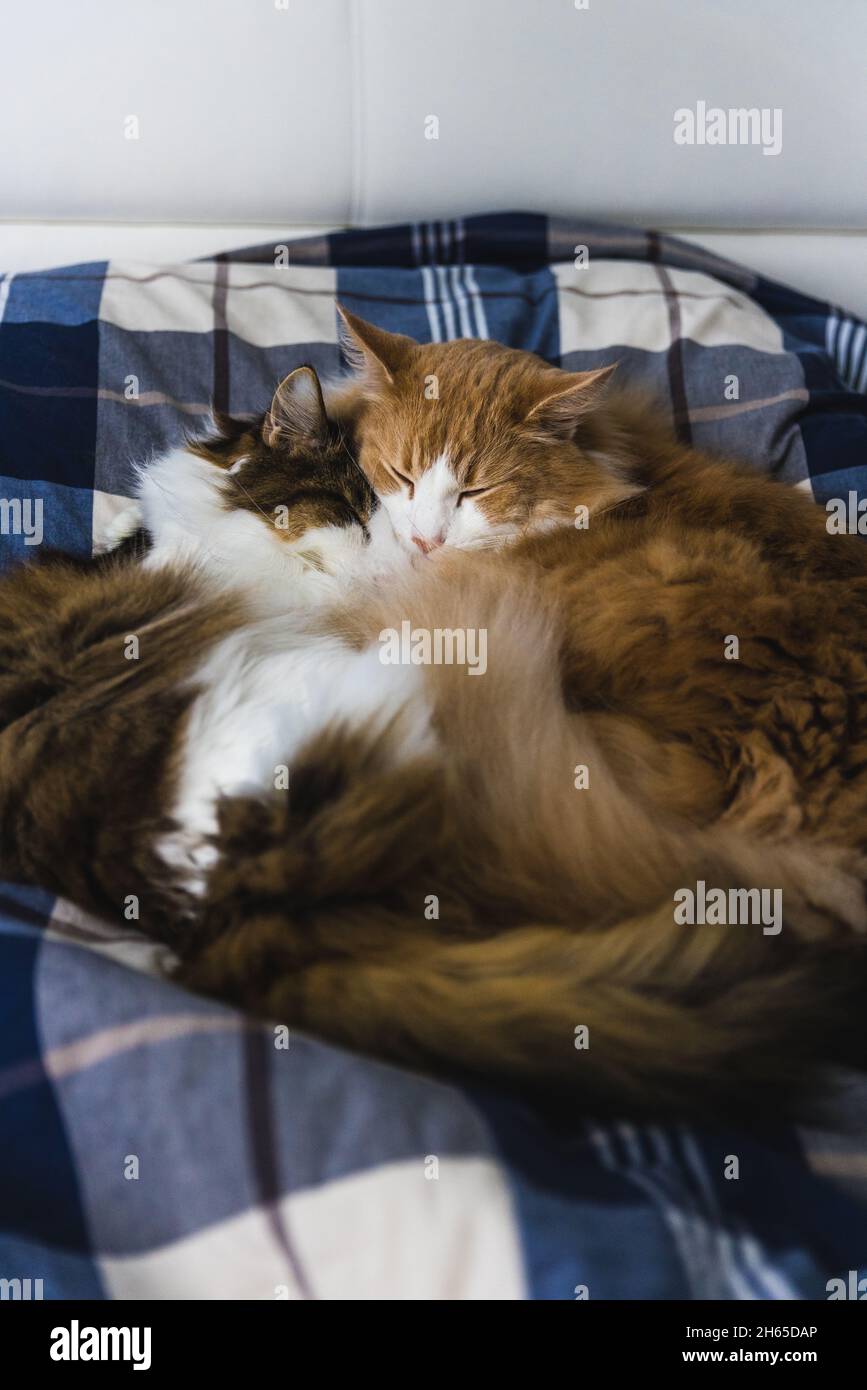 Zwei Katzen schlafen auf einem Bett mit blau-weißen Laken. Stockfoto