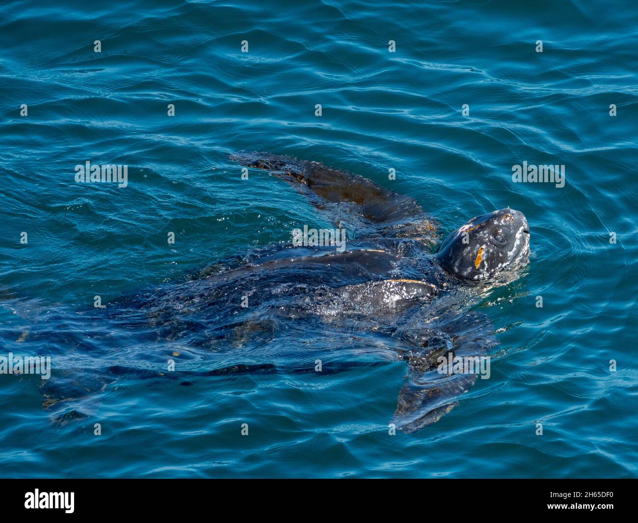 Lederschildkröte, Dermochelys coriacea, vor der Küste Brasiliens im Atlantischen Ozean Stockfoto