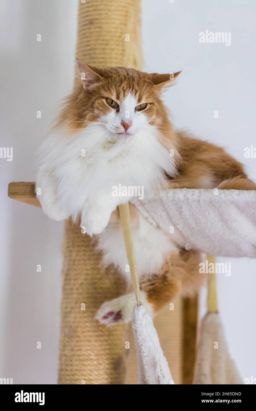 Orange-weiße Katze auf einem hölzernen Kratzbaum. Stockfoto