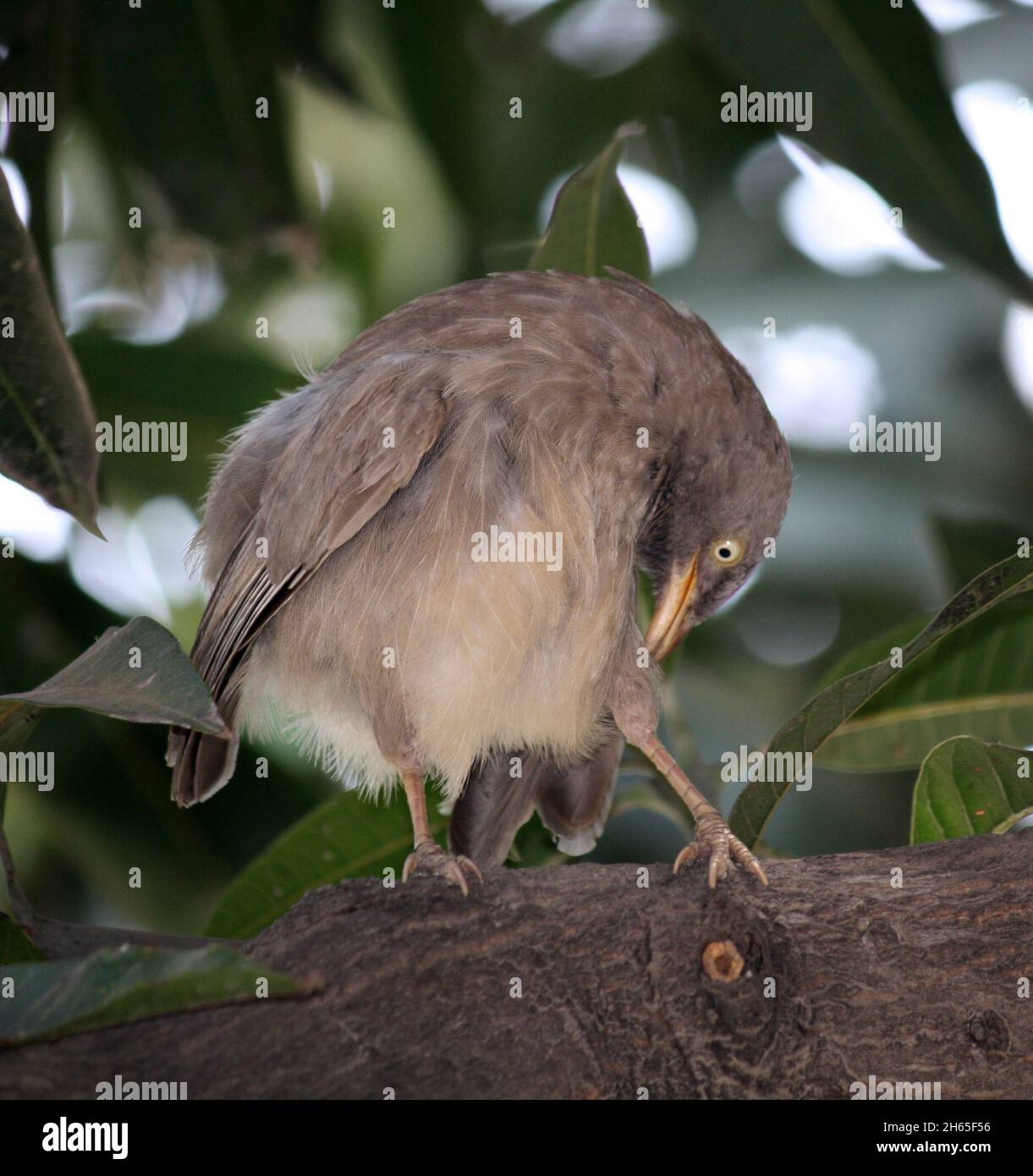 Jungle Babblers (Argya striata) während und nach dem Baden : (Pix SShukla) Stockfoto